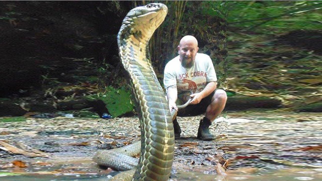 snake catchers: Why farmers, security guards are turning into snake catchers  in Kolkata - The Economic Times